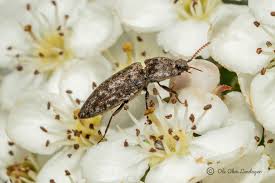 Attēlu rezultāti vaicājumam “Agrypnus murinus”