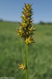 Attēlu rezultāti vaicājumam “Carex pilosa flower”