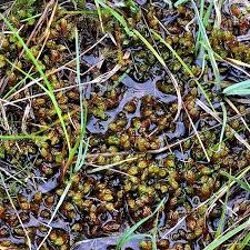 Attēlu rezultāti vaicājumam “Pseudocalliergon turgescens”