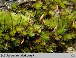 Attēlu rezultāti vaicājumam “Bryum caespiticium”