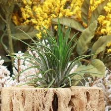 Image result for tillandsia umbellata