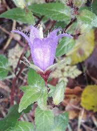 Image result for Campanula trachelium