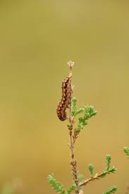 Attēlu rezultāti vaicājumam “Lycophotia porphyrea”