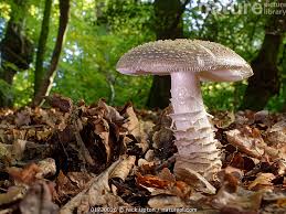 Attēlu rezultāti vaicājumam “Amanita excelsa”