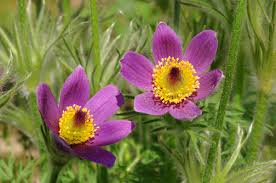 Image result for Kuhschelle