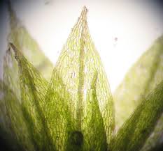 Attēlu rezultāti vaicājumam “Bryum neodamense macro”