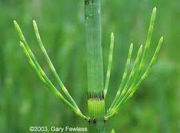 Attēlu rezultāti vaicājumam “Equisetum fluviatile”