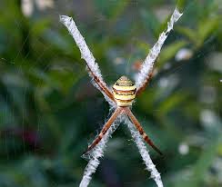 Image result for st andrews cross spider