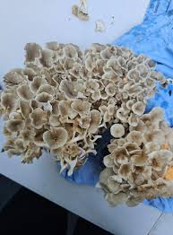 Attēlu rezultāti vaicājumam “Polyporus umbellatus”