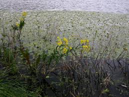 Attēlu rezultāti vaicājumam “Jacobaea paludosa flower”