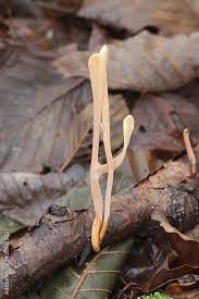 Attēlu rezultāti vaicājumam “Macrotyphula fistulosa”