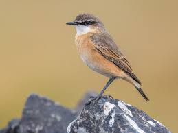 Image result for Oenanthe oenanthe