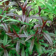 Image result for Penstemon