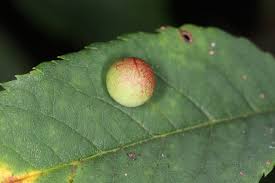 Attēlu rezultāti vaicājumam “Diplolepis eglanteriae”