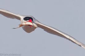 Attēlu rezultāti vaicājumam “Hydroprogne caspia”