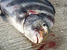 Image result for Archosargus probatocephalus