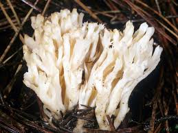 Attēlu rezultāti vaicājumam “Clavulina coralloides”