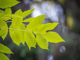 Attēlu rezultāti vaicājumam “Juglans mandshurica leaf”