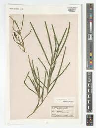 Attēlu rezultāti vaicājumam “Potamogeton compressus”