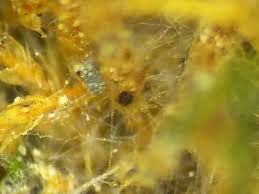 Attēlu rezultāti vaicājumam “Amblystegium serpens macro”