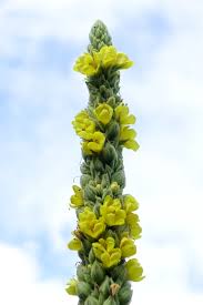 Attēlu rezultāti vaicājumam “Verbascum thapsus bud”