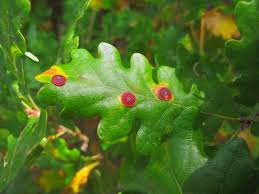 Attēlu rezultāti vaicājumam “Neuroterus quercusbaccarum”