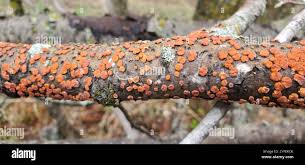 Attēlu rezultāti vaicājumam “Peniophora rufa”