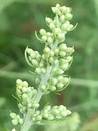 Attēlu rezultāti vaicājumam “Artemisia vulgaris bud”