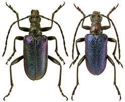 Attēlu rezultāti vaicājumam “Gaurotes virginea”