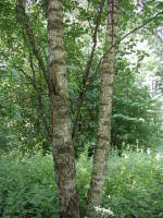 Attēlu rezultāti vaicājumam “Betula pendula var. carelica”