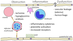 Attēlu rezultāti vaicājumam “Enteridium variabile plasmodium”