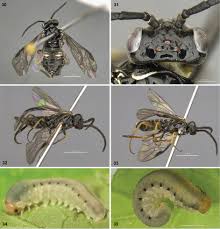 Attēlu rezultāti vaicājumam “Pristiphora maesta larva”