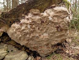 Attēlu rezultāti vaicājumam “Phellinus laevigatus”