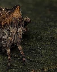 Attēlu rezultāti vaicājumam “Araneus angulatus”