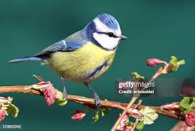 Image result for Cyanistes caeruleus