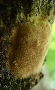 Attēlu rezultāti vaicājumam “Trichoptera egg mass”