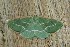 Attēlu rezultāti vaicājumam “Hylaea fasciaria”