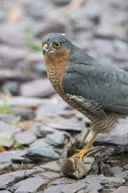 Attēlu rezultāti vaicājumam “Accipiter nisus female”