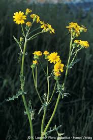 Attēlu rezultāti vaicājumam “Senecio vernalis leaf”