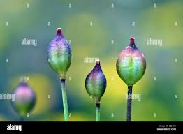 Attēlu rezultāti vaicājumam “Tulipa sylvestris fruit”