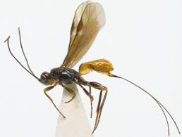 Attēlu rezultāti vaicājumam “Blepharidopterus angulatus imago”