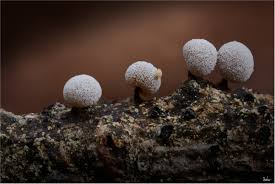 Attēlu rezultāti vaicājumam “Didymium melanospermum”