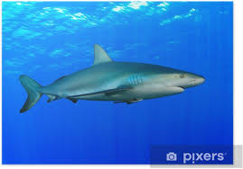 Image result for Carcharhinus amblyrhynchos