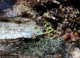 Attēlu rezultāti vaicājumam “Arcyria denudata macro”