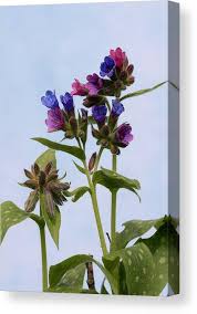 Image result for Pulmonaria officinalis