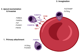 Attēlu rezultāti vaicājumam “Enteridium variabile plasmodium”