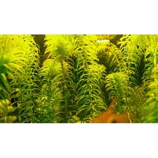 Attēlu rezultāti vaicājumam “Najas major”