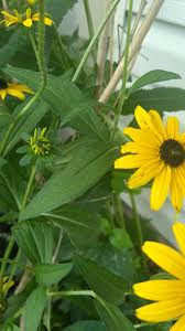 Attēlu rezultāti vaicājumam “Rudbeckia hirta var. hirta leaf”