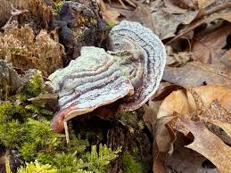 Attēlu rezultāti vaicājumam “Heterobasidion annosum”