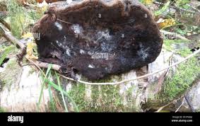 Attēlu rezultāti vaicājumam “Phellinus alni”